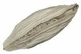 Pleistocene Bivalve (Arca wagneriana) Fossil - Florida #189614-1